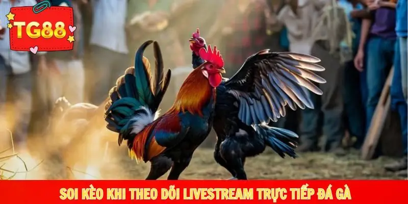 Bí kíp soi kèo khi theo dõi livestream trực tiếp trận đấu